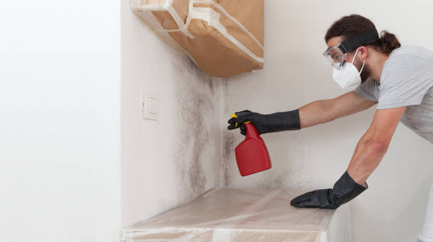 Professional Basement Mold Remediation technician working in Mechanicsville, MD