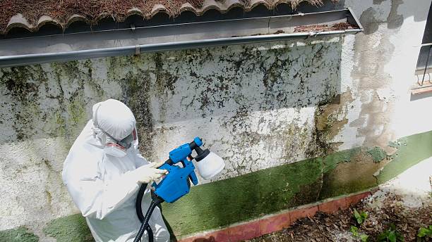Top rated local Basement Mold Remediation specialists in Mechanicsville, MD